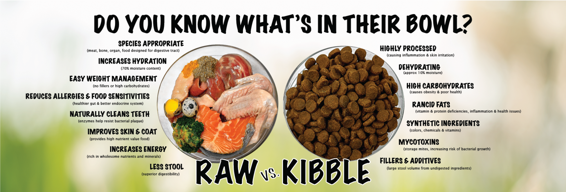 kibble and raw diet